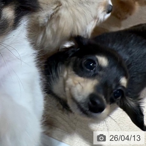 兵庫県のカニンヘンダックスフンド(ロング) (ペットプラス 神戸三宮店/2026年1月27日生まれ/女の子/ブラックイエロー)の子犬の3枚目の画像