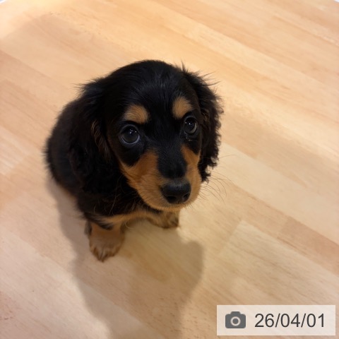 奈良県のカニンヘンダックスフンド(ロング) (ペットプラス 大和郡山店/2026年1月28日生まれ/男の子/ブラックタン)の子犬の4枚目の画像