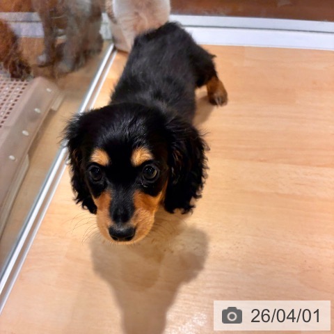 奈良県のカニンヘンダックスフンド(ロング) (ペットプラス 大和郡山店/2026年1月28日生まれ/男の子/ブラックタン)の子犬の3枚目の画像