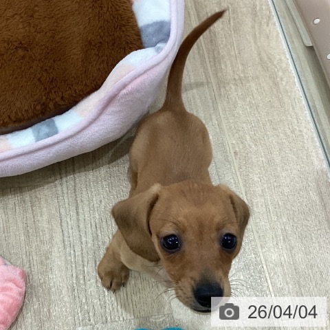 カニーンヘン・ダックスフンドの写真