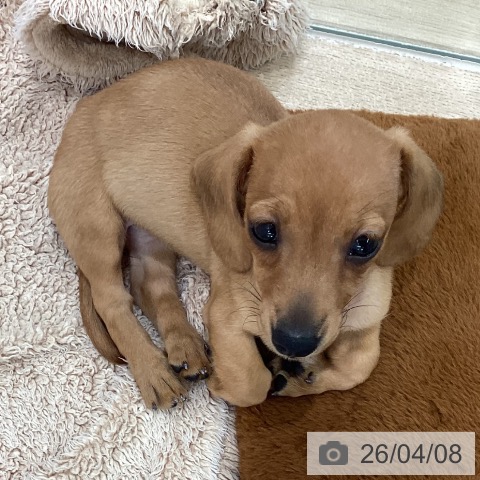 新潟県のカニンヘンダックスフンド(ロング) (ペットプラス 新潟南店/2026年1月28日生まれ/女の子/レッド)の子犬の3枚目の画像