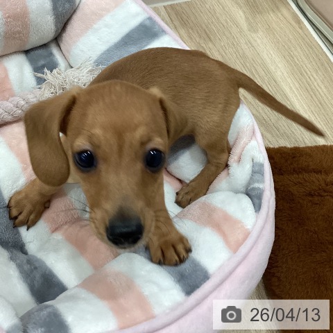 新潟県のカニンヘンダックスフンド(ロング) (ペットプラス 新潟南店/2026年1月28日生まれ/女の子/レッド)の子犬の4枚目の画像