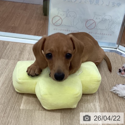 新潟県のカニンヘンダックスフンド(ロング) (ペットプラス 新潟南店/2026年1月28日生まれ/女の子/レッド)の子犬の3枚目の画像