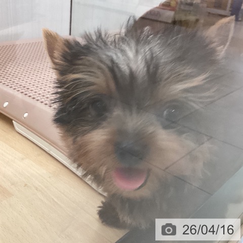 新潟県のヨークシャーテリア (ペットプラス 新潟青山店/2026年1月24日生まれ/男の子/スチールブルータン)の子犬の4枚目の画像