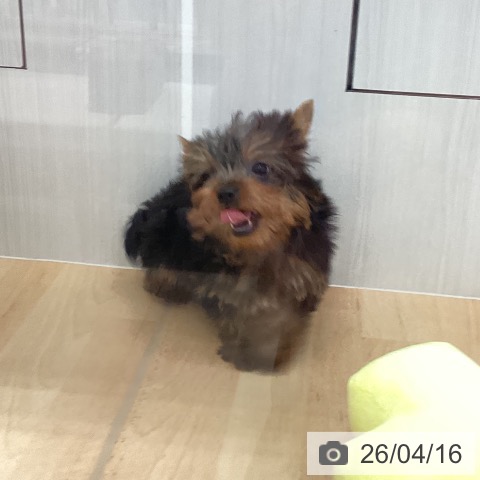 新潟県のヨークシャーテリア (ペットプラス 新潟青山店/2026年1月24日生まれ/男の子/スチールブルータン)の子犬の3枚目の画像