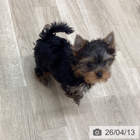 新潟県のヨークシャーテリア (ペットプラス 新潟南店/2026年1月24日生まれ/女の子/スチールブルータン)の子犬の4枚目の画像