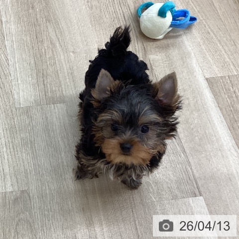 新潟県のヨークシャーテリア (ペットプラス 新潟南店/2026年1月24日生まれ/女の子/スチールブルータン)の子犬の3枚目の画像