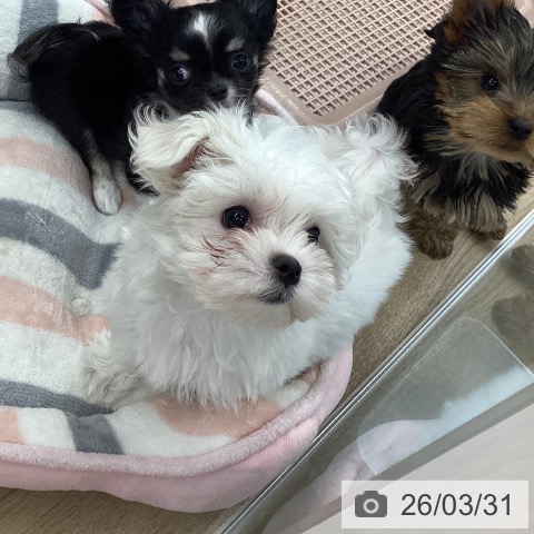 大阪府のマルチーズ (ペットプラス りんくう泉南店/2026年1月19日生まれ/女の子/ホワイト)の子犬の3枚目の画像