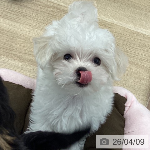 大阪府のマルチーズ (ペットプラス りんくう泉南店/2026年1月19日生まれ/女の子/ホワイト)の子犬の3枚目の画像