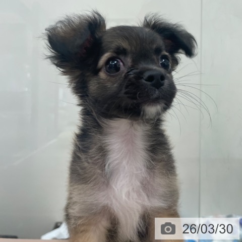 大阪府のチワワ(ロング) (ペットプラス 大阪ドームシティ店/2026年1月27日生まれ/男の子/レッドホワイト)の子犬の4枚目の画像