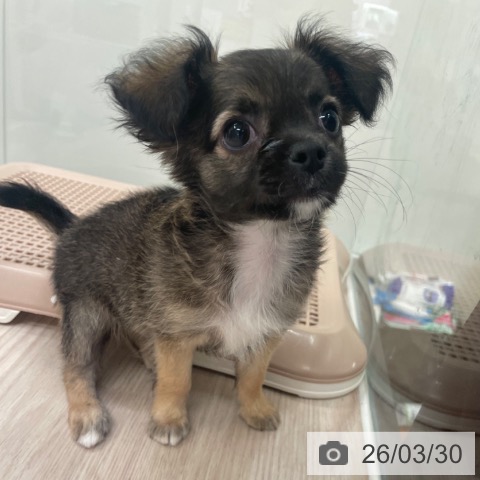 大阪府のチワワ(ロング) (ペットプラス 大阪ドームシティ店/2026年1月27日生まれ/男の子/レッドホワイト)の子犬の3枚目の画像