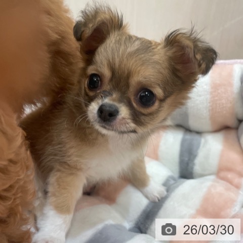 大阪府のチワワ(ロング) (ペットプラス 大阪ドームシティ店/2026年1月27日生まれ/男の子/レッドホワイト)の子犬の4枚目の画像