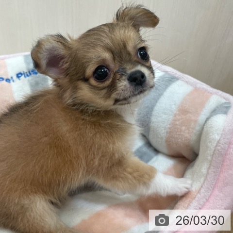 大阪府のチワワ(ロング) (ペットプラス 大阪ドームシティ店/2026年1月27日生まれ/男の子/レッドホワイト)の子犬の3枚目の画像