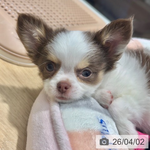 大阪府のチワワ(ロング) (ペットプラス 四條畷店/2026年1月27日生まれ/男の子/ホワイトチョコレートタン)の子犬の4枚目の画像