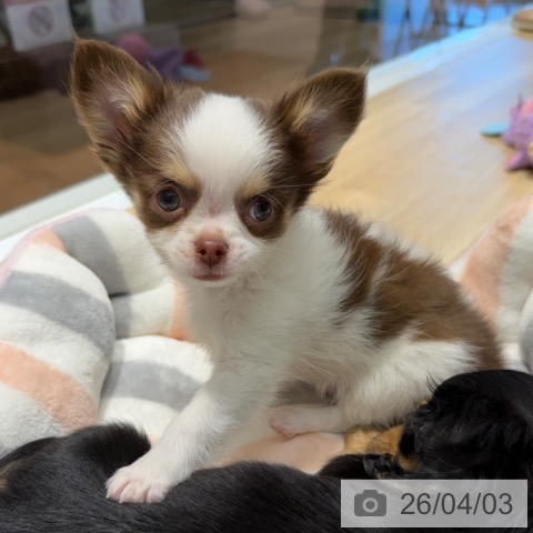 大阪府のチワワ(ロング) (ペットプラス 四條畷店/2026年1月27日生まれ/男の子/ホワイトチョコレートタン)の子犬の4枚目の画像