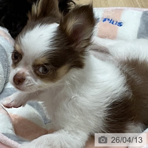 大阪府のチワワ(ロング) (ペットプラス 四條畷店/2026年1月27日生まれ/男の子/ホワイトチョコレートタン)の子犬の4枚目の画像