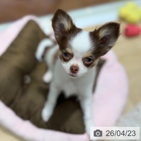 大阪府のチワワ(ロング) (ペットプラス 四條畷店/2026年1月27日生まれ/男の子/ホワイトチョコレートタン)の子犬の4枚目の画像