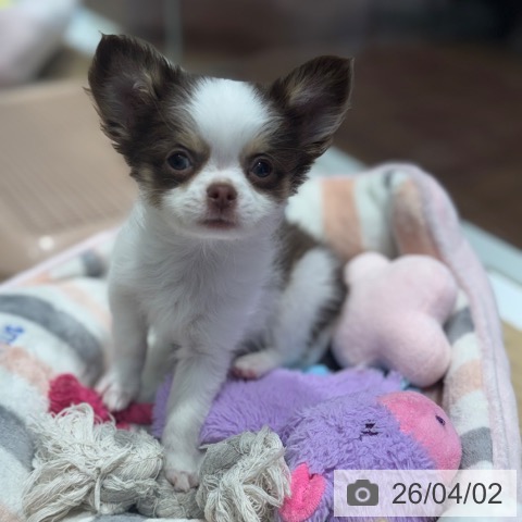 大阪府のチワワ(ロング) (ペットプラス 四條畷店/2026年1月27日生まれ/男の子/ホワイトチョコレートタン)の子犬の3枚目の画像