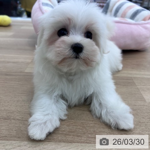 マルチーズの写真