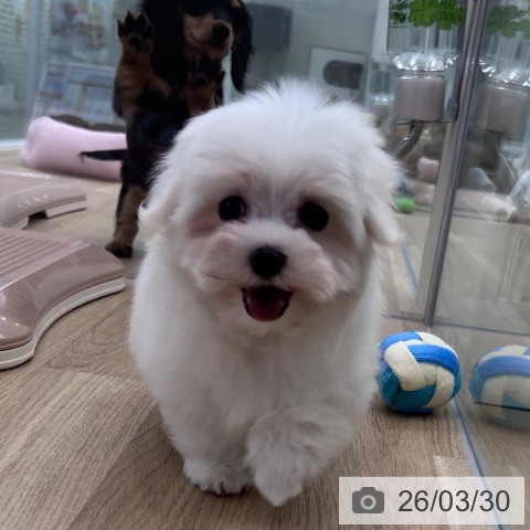 マルチーズの写真