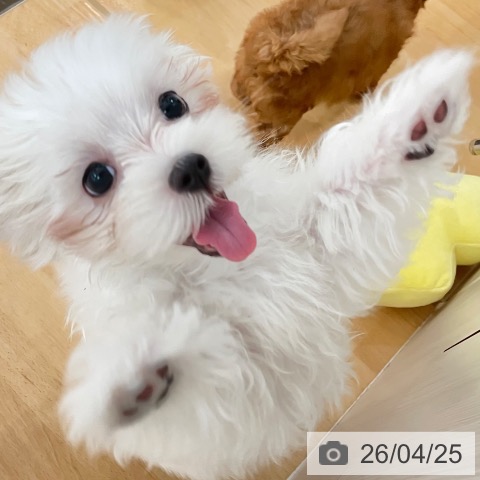 新潟県のマルチーズ (ペットプラス 新潟青山店/2026年1月22日生まれ/男の子/ホワイト)の子犬の4枚目の画像