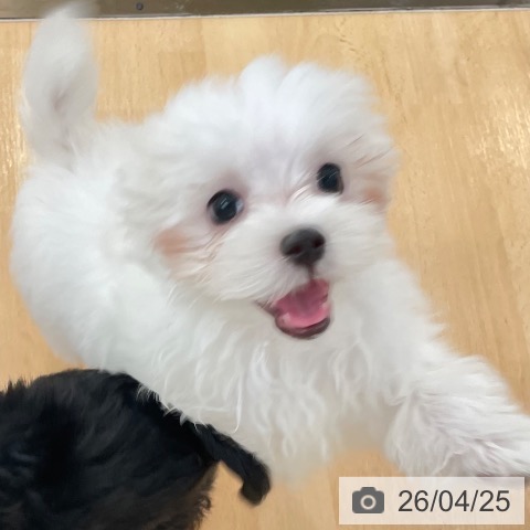 新潟県のマルチーズ (ペットプラス 新潟青山店/2026年1月22日生まれ/男の子/ホワイト)の子犬の3枚目の画像