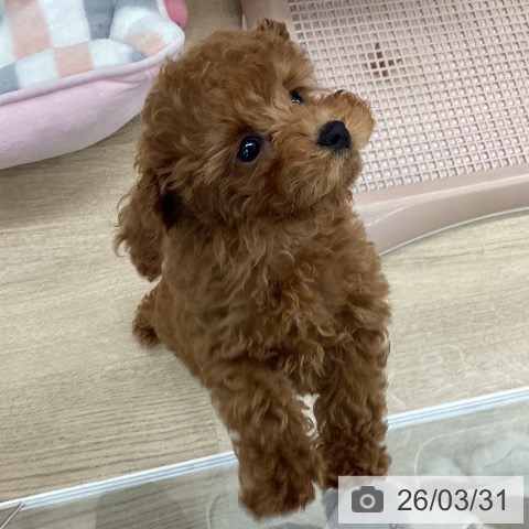 大阪府のトイプードル(トイ) (ペットプラス りんくう泉南店/2026年1月20日生まれ/男の子/レッドフォーン)の子犬の4枚目の画像
