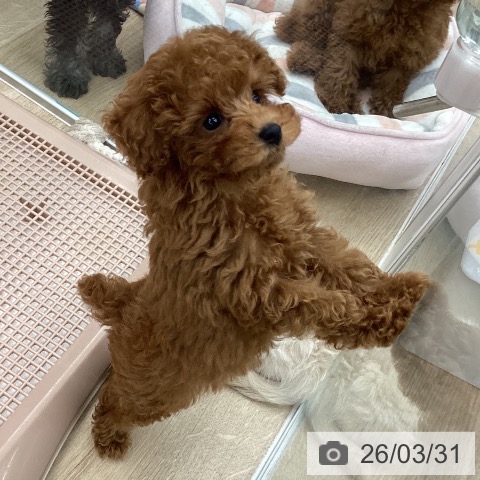 大阪府のトイプードル(トイ) (ペットプラス りんくう泉南店/2026年1月20日生まれ/男の子/レッドフォーン)の子犬の3枚目の画像