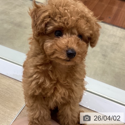 兵庫県のトイプードル(トイ) (ペットプラス 明石店/2026年1月20日生まれ/男の子/レッドフォーン)の子犬の4枚目の画像