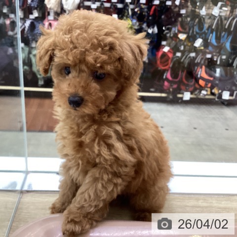 兵庫県のトイプードル(トイ) (ペットプラス 明石店/2026年1月20日生まれ/男の子/レッドフォーン)の子犬の3枚目の画像