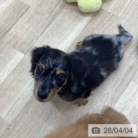 ミニチュア・ダックスフンドの写真