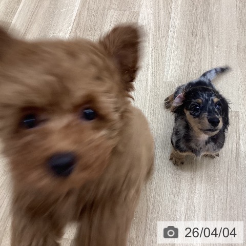 ミニチュア・ダックスフンドの写真