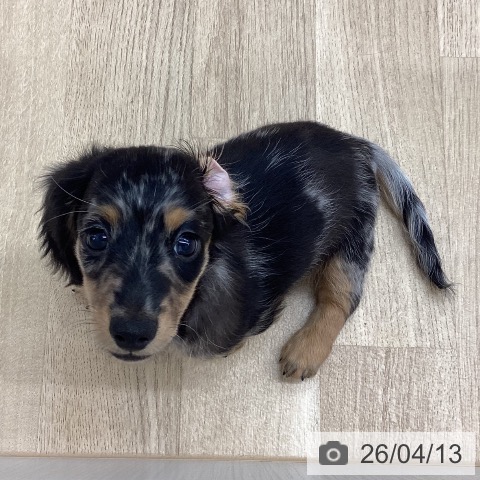 新潟県のミニチュアダックスフンド(ロング) (ペットプラス 新潟南店/2026年1月28日生まれ/男の子/シルバータンダップル)の子犬の4枚目の画像