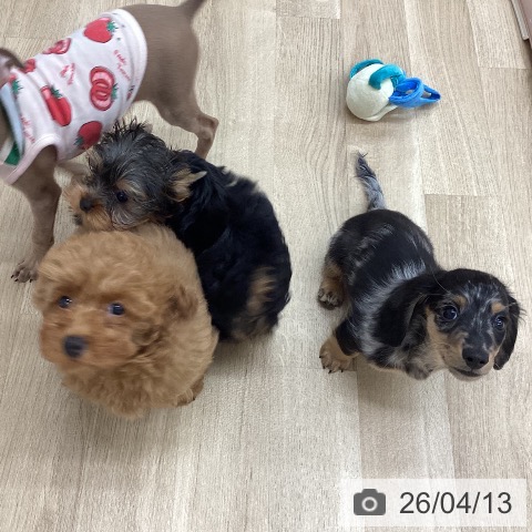 新潟県のミニチュアダックスフンド(ロング) (ペットプラス 新潟南店/2026年1月28日生まれ/男の子/シルバータンダップル)の子犬の3枚目の画像