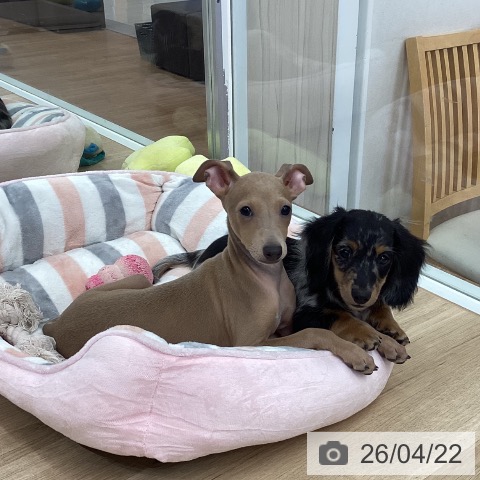 新潟県のミニチュアダックスフンド(ロング) (ペットプラス 新潟南店/2026年1月28日生まれ/男の子/シルバータンダップル)の子犬の3枚目の画像