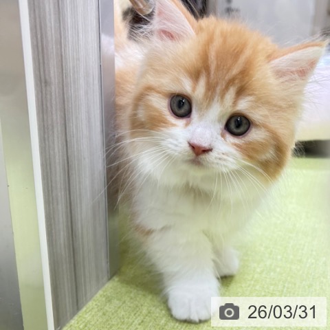 ミヌエットの写真