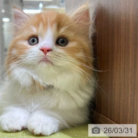 ミヌエットの写真