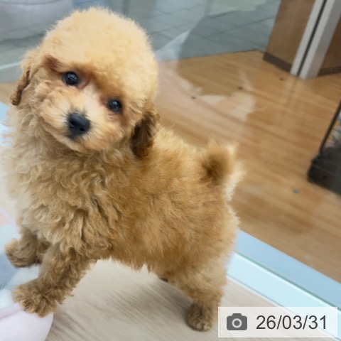 京都府のトイプードル(トイ) (ペットプラス 京都桂川店/2026年1月27日生まれ/男の子/アプリコット)の子犬の4枚目の画像