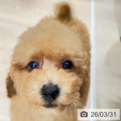 京都府のトイプードル(トイ) (ペットプラス 京都桂川店/2026年1月27日生まれ/男の子/アプリコット)の子犬の3枚目の画像