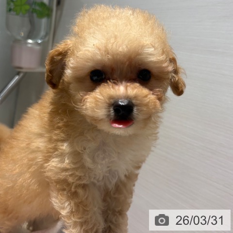 兵庫県のトイプードル(トイ) (ペットプラス 神戸三宮店/2026年1月27日生まれ/男の子/アプリコット)の子犬の3枚目の画像