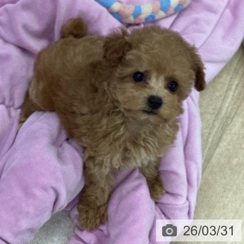 大阪府のトイプードル(トイ) (ペットプラス りんくう泉南店/2026年1月28日生まれ/女の子/アプリコット)の子犬の3枚目の画像