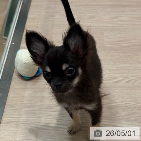 チワワの写真