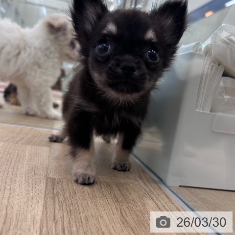 大阪府のチワワ(ロング) (ペットプラス 松原店/2026年1月22日生まれ/女の子/ブラックタン)の子犬の4枚目の画像