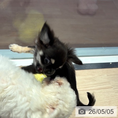 チワワの写真