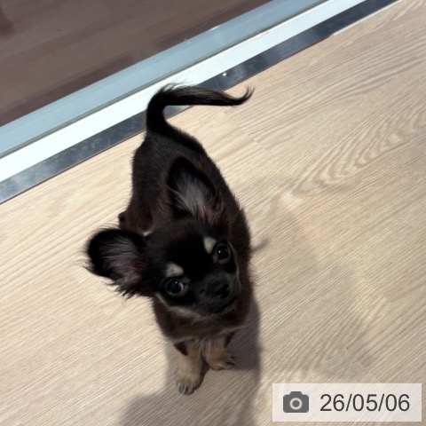 チワワの写真