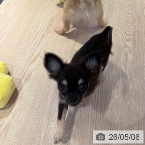チワワの写真