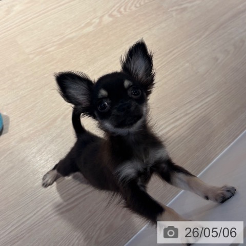 チワワの写真