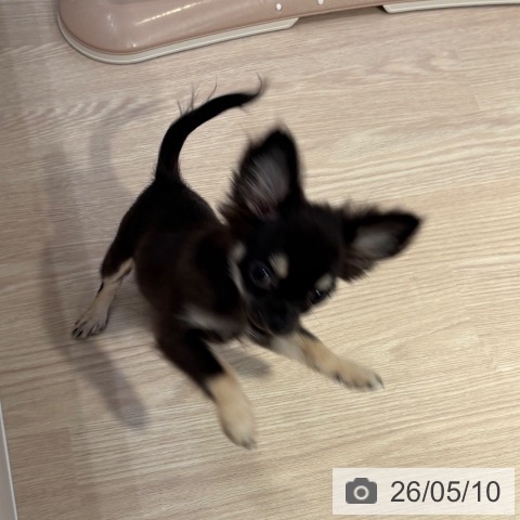 チワワの写真