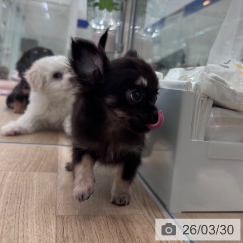 大阪府のチワワ(ロング) (ペットプラス 松原店/2026年1月22日生まれ/女の子/ブラックタン)の子犬の3枚目の画像