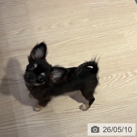 チワワの写真